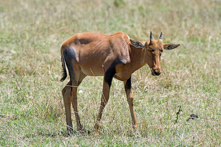 bebe sassabi, bebe damalisque, antilope d'afrique, mammifere herbivore
