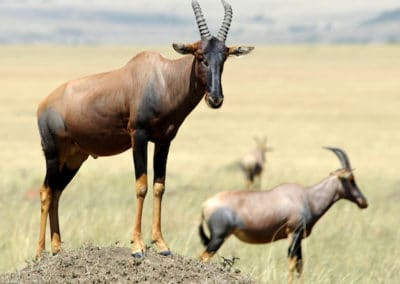 sassabi, damalisque commun, antilope d'Afrique, mammifere herbivore - Instinct animal