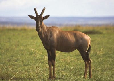 sassabi, damalisque commun, antilope d'Afrique, mammifere herbivore - Instinct animal