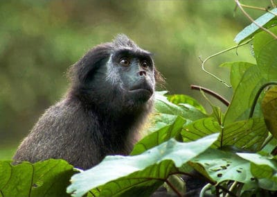 siamang de Kloss, animal, gibbon, brachiation, singe d'asie menacé de disparition