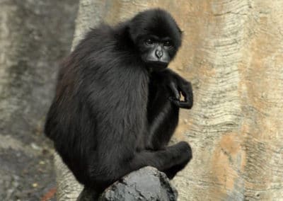 siamang de Kloss, animal, gibbon, brachiation, singe d'asie menacé de disparition