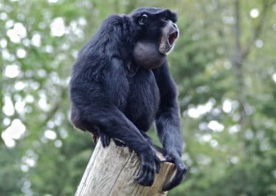 siamang, animal, gibbon, singe d'asie menacé de disparition, chant, cri