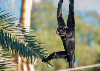 siamang, animal, gibbon, brachiation, singe d'asie menacé de disparition