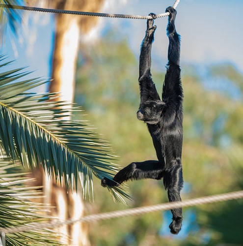 Un singe siamang avec des bras très longs accrochés à une branche d'arbre  en Thaïlande Photo Stock - Alamy