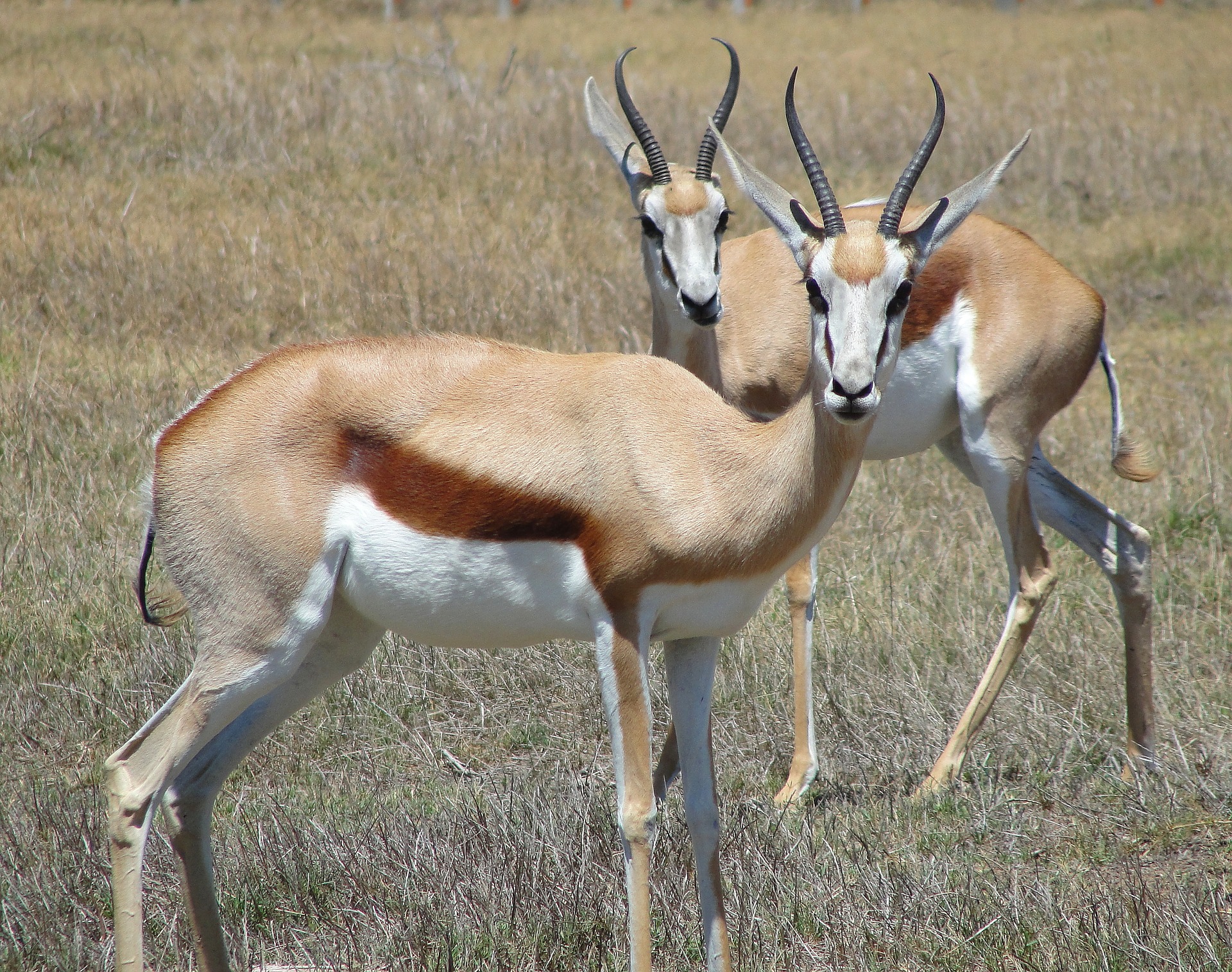 springbok, gazelle à poche dorsale, animal, mammifere herbivore d'afrique