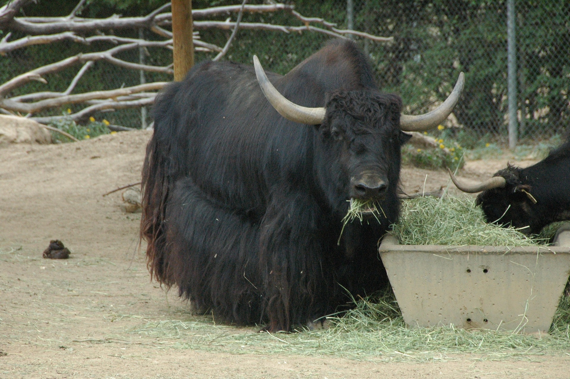 le yak, ou yack sauvage, animal, mammifere herbivore du tibet