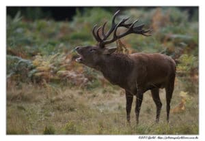 Brame du cerf  période, dates, forêts où l'écouter  Instinct animal
