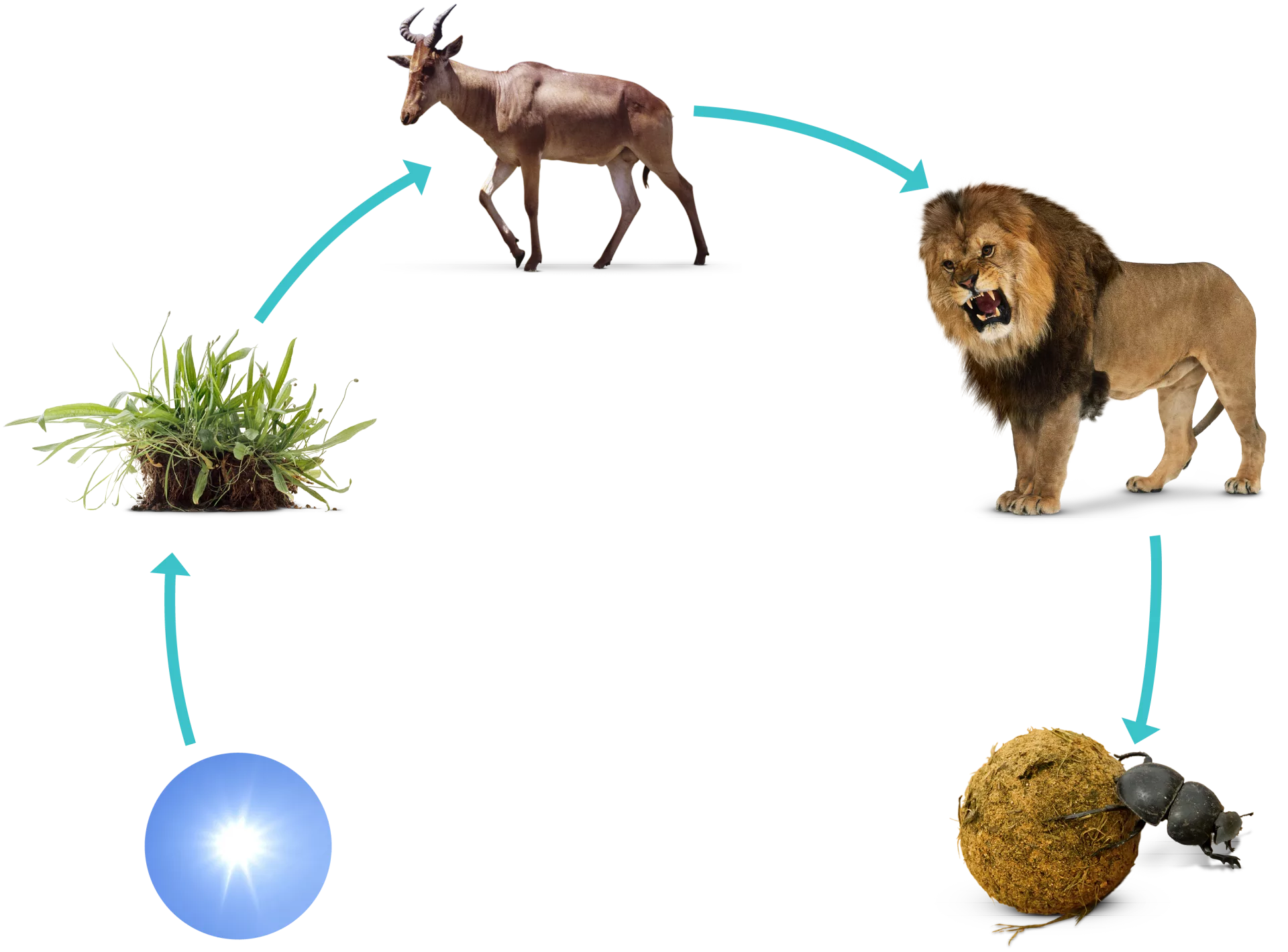 chaine alimentaire, definition, animaux herbivores, carnivores