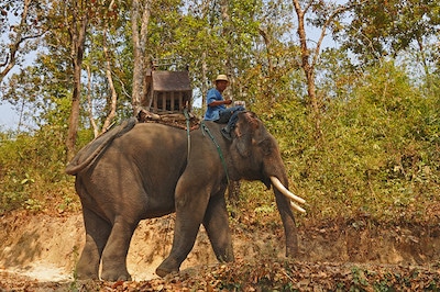 cornac, mahout, definition, soigneur d'elephant, dresseur, guide