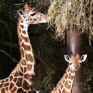 girafe au zoo de La Palmyre - Instinct animal