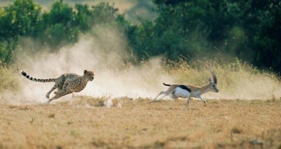 guepard chasse une antilope, vitesse du guepard, course, afrique