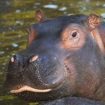 hippopotame au zoo de La Palmyre - Instinct animal
