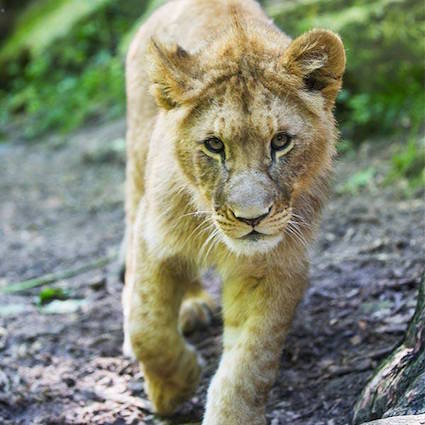 lion d'afrique, big five, felin mammifere carnivore - instinct animal 