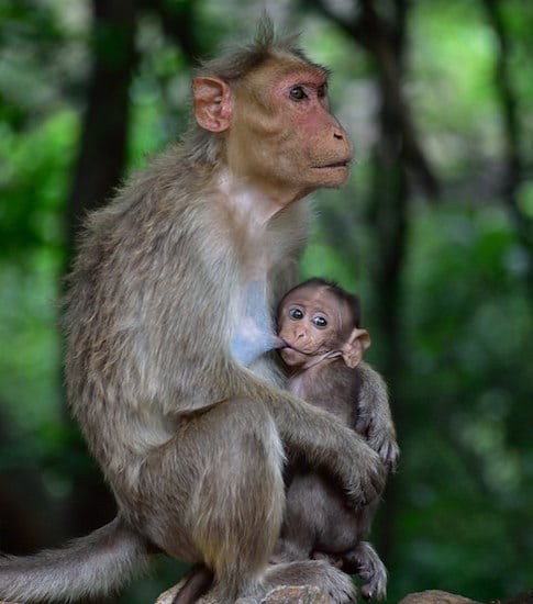 bebe macaque commun, singe, primate, macaque à bonnet, inde