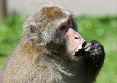macaque commun a bonnet, animal, singe d'inde