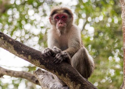 Macaque commun a bonnet, animal, singe d'Inde