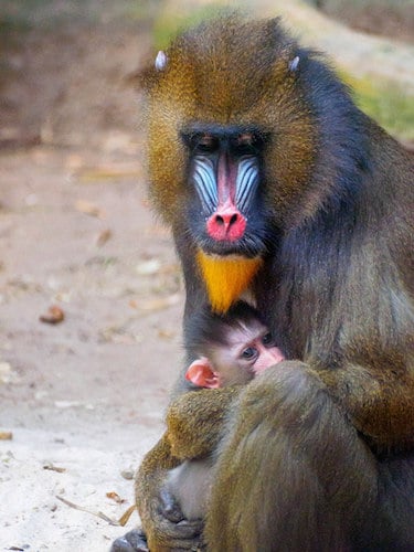 bebe mandrill, singe, primate d'afrique de l'ouest