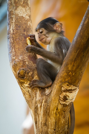 bebe mangabey couronne, primate, singe d'afrique centrale en danger de disparition