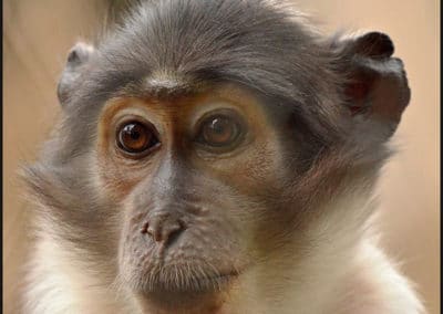 mangabey couronne, cercocebe, animal, singe d'afrique