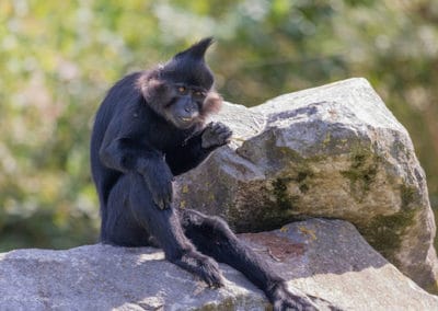 mangabey noir, primate, animal, singe d'afrique centrale
