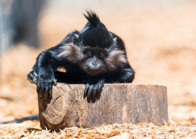 mangabey noir, primate, animal, singe d'afrique centrale