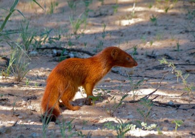 la mangouste rouge, animal, mammifere carnivore d'afrique