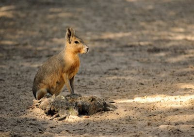 le mara de patagonie, lievre, animal, rongeur, menacé de disparition