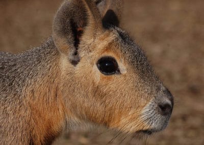 le mara de patagonie, lievre, animal, rongeur, danger d'extinction