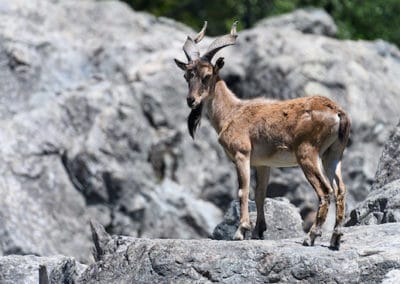 le markhor, animal, chevre, mammifere, cornes, pakistan