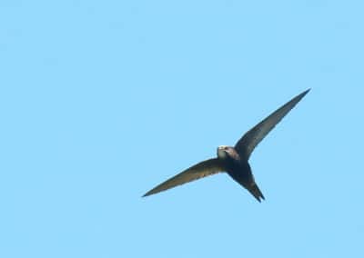 Le martinet noir, animal, oiseau, vitesse en vol record
