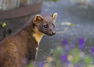 martre des pins, marte, animal, mammifere carnivore d'europe