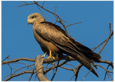 Le milan noir, animal, oiseau de proies, rapace, bec jaune