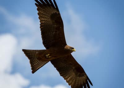 Le milan noir, animal, oiseau de proies, rapace, bec jaune