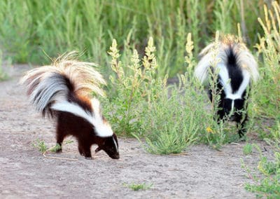 moufette rayee, sconse, animal, mammifere carnivore d'amerique