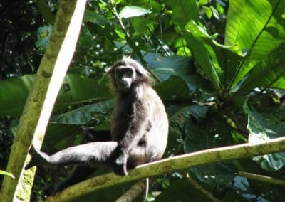 nasique des iles pagai, entelle, animal, singe d'asie du sud est, espece en danger de disparition