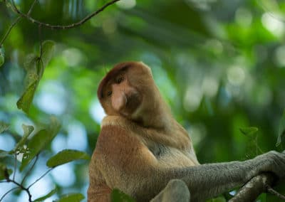 Le nasique, animal, singe a gros nez d'asie du sud est