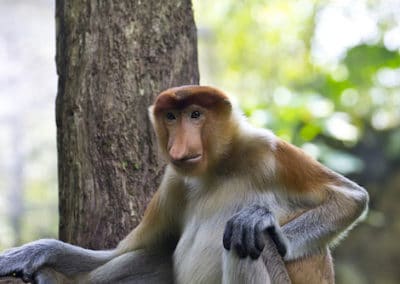 Le nasique, animal, singe a gros nez d'asie du sud est