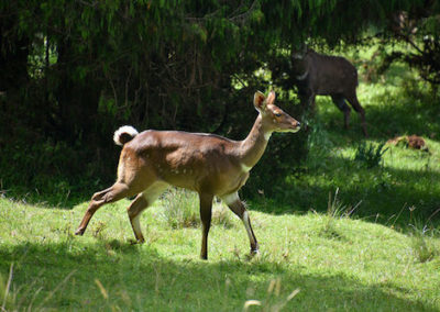 femelle nyala de montagne, animal, mammifere herbivore d'ethiopie