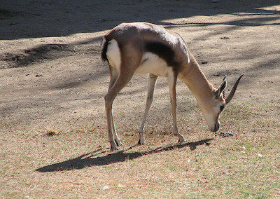 le nyala male, animal, mammifere herbivore d'afrique australe