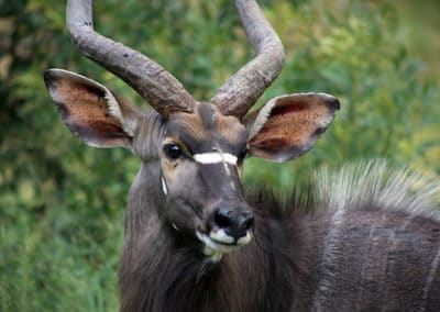 le nyala male, animal, mammifere herbivore d'afrique australe