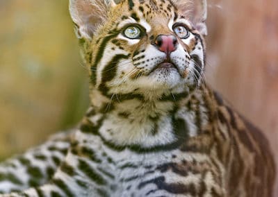 ocelot, animal, mammifere carnivore, felin d'amerique du sud