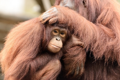 Bebe orang outan de borneo, singe d'asie du sud est en danger d'extinction