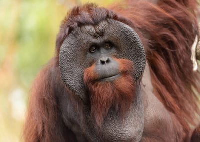 orang outan de borneo, singe d'asie du sud est, espece animale en danger d'extinction