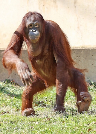 orang outan de borneo, singe d'asie du sud est, espece animale en danger d'extinction