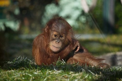 bebe orang-outan de sumatra, singe d'asie du sud est en danger de disparition