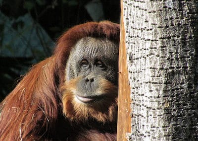 orang outan de sumatra, singe d'asie du sud est, espece animale en danger de disparition