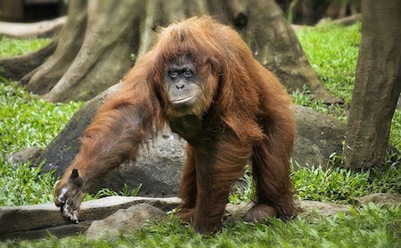 orang outan de sumatra, singe d'asie du sud est, espece animale en danger de disparition