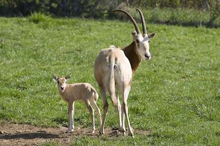 bebe oryx algazelle, animal, mammifere herbivore d'afrique, extinction