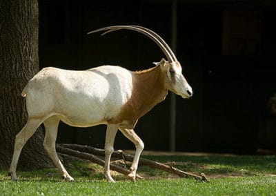 oryx algazelle, animal, mammifere herbivore d'afrique, extinction