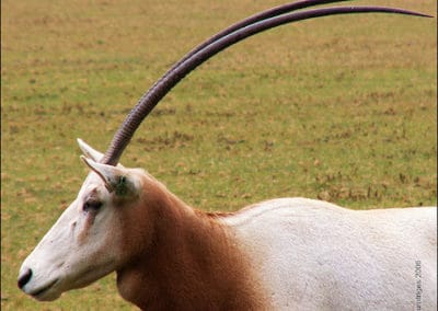 oryx algazelle, animal, mammifere herbivore d'afrique, extinction